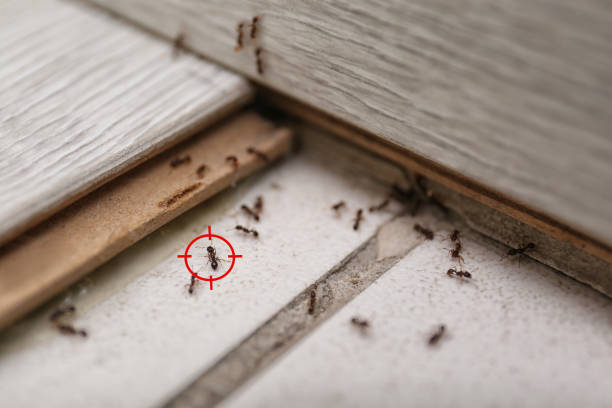 Wildlife Control Services in Ephraim, UT