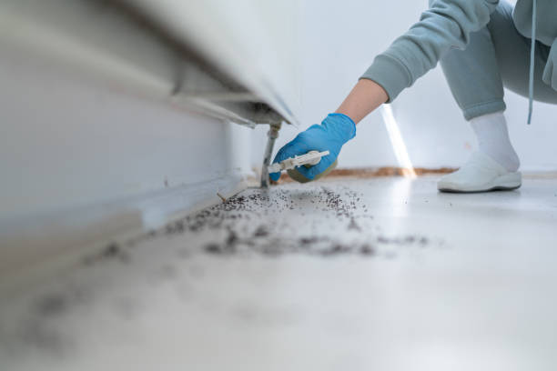 Best Flea Control Services  in Ephraim, UT